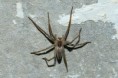 /album/pisauridae/pisaura-mirabilis5-jpg/
